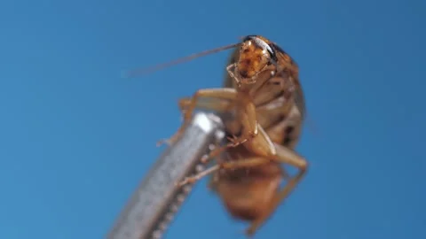 Macro footage under microscope of brown cockroach hold by metal instrument on Video stock 157889440
