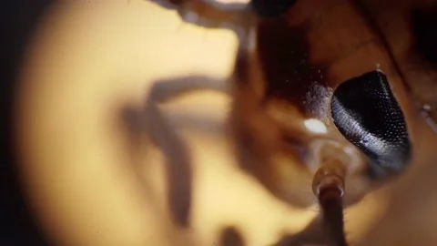 Macro footage under microscope of the head of brown cockroach moving its jaws Stock Footage 157889785