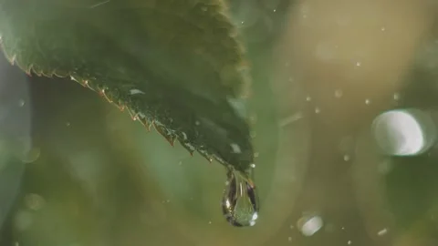 Macro footage of water drop falling from green leaf tip in summer rain show.. Stock Footage 337532486