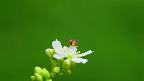 Macro footage: Yellow hoverfly on Venus flytrap's white petals. Close-up re.. Stock Footage 251717470