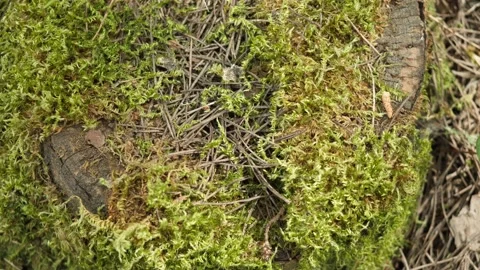 Macro Forest floor Video stock 152915528