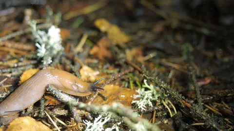 Macro forest floor in rain, slug crawling, time-lapse from video footage Stock Footage 53899255