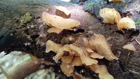 Macro Forest Scene: Wood Ear Mushroom Covered by Forest Ants Stockbeeldmateriaal 332051496