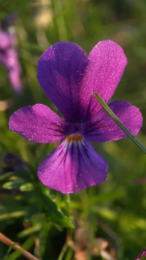 Macro, forest violet Stock Footage 251622518