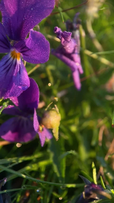 Macro, forest violet Stock Footage 251622542