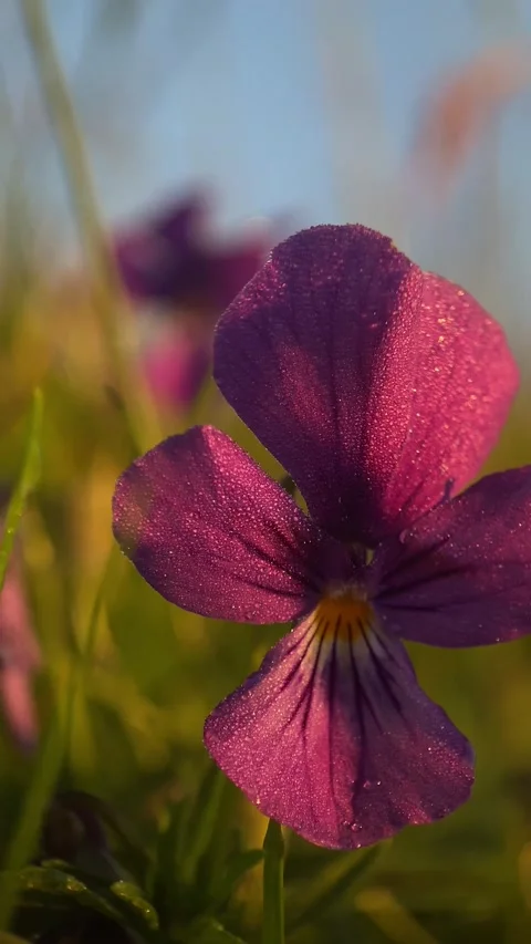 Macro, forest violet Stock Footage 251622548