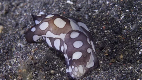 Macro format spotted sea slugs is fascinating underwater marine creatures. Stock Footage 232796915