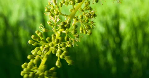 Macro Format of Young Bunch of Grapes in Bloom #1 Stock Footage 135816131