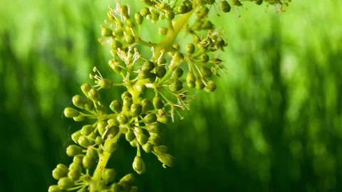 Macro Format of Young Bunch of Grapes in Bloom #1 Stock Footage 135816246