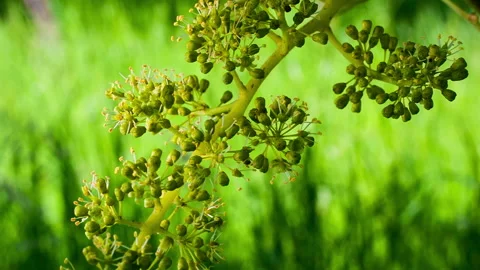 Macro Format of Young Bunch of Grapes in Bloom #2, Slow Wind Stock Footage 136672122