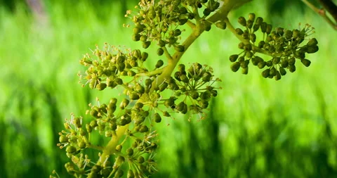 Macro Format of Young Bunch of Grapes in Bloom #2, Slow Wind Stock Footage 136672607