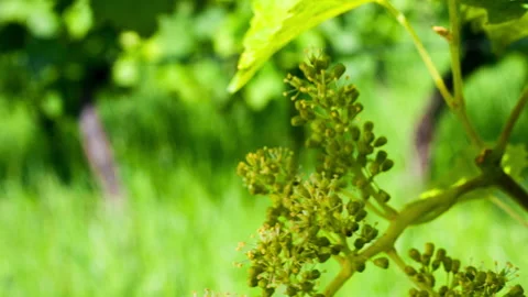 Macro Format of Young Bunch of Grapes in Bloom #4, Tilt Down Stock Footage 136672998
