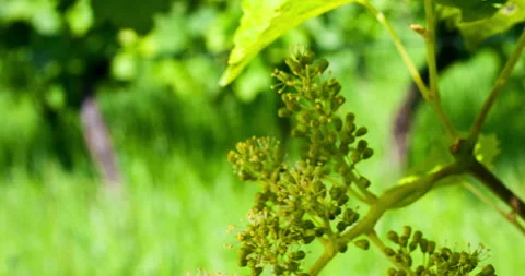 Macro Format of Young Bunch of Grapes in Bloom #4, Tilt Down Stock Footage 136673786