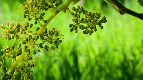 Macro Format of Young Bunch of Grapes in Bloom #3, Pan Camera Movement Stock Footage 136763238