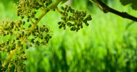 Macro Format of Young Bunch of Grapes in Bloom #3, Pan Camera Movement Stock Footage 136813916