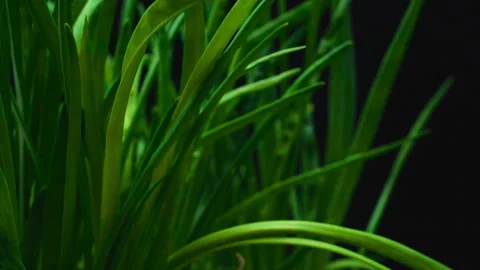Macro, forward movement, green onions on a black background in a turning motion Stock Footage 227133614