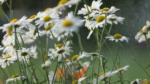Macro Frame of Cultivating the Chamomile Flowers Stock Footage 79140649