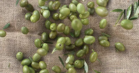 Macro of fresh bio olives falling on burlap sack harvested directly from trees Stock Footage 268459750