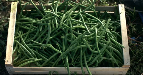 Macro of fresh green beans falling in wooden crate harvested at hypodromic  farm Stock Footage 269129593
