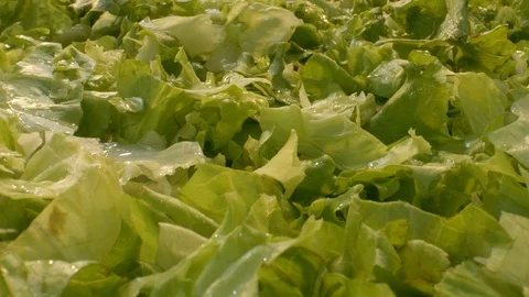 Macro fresh green salad Stock Footage 112799428