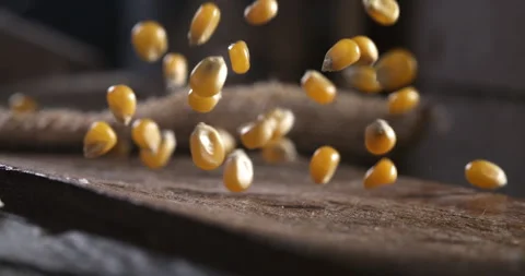 Macro of fresh harvested organic grain yellow corn maize seeds falling on table Stock Footage 268802653