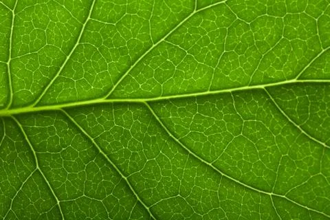 Macro of fresh leaf background Stock Photos