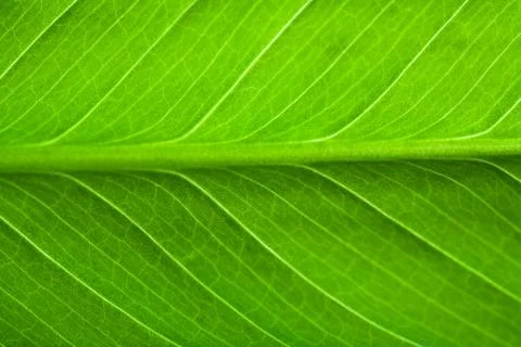 Macro of fresh leaf Stock Photos