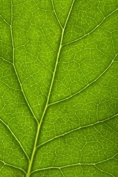 Macro of fresh leaf Stock Photos