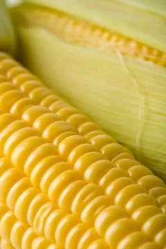 Macro of fresh maize corns Stock Photos