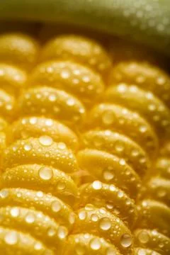 Macro of fresh maize corns Stock Photos