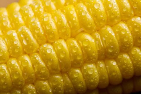 Macro of fresh maize corns Stock Photos