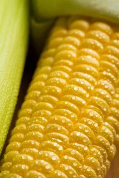 Macro of fresh maize corns Stock Photos