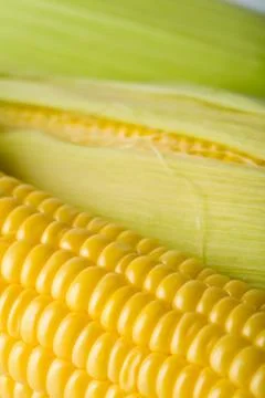 Macro of fresh maize Stock Photos