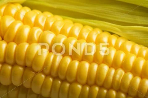 Macro of fresh maize Stock Photos