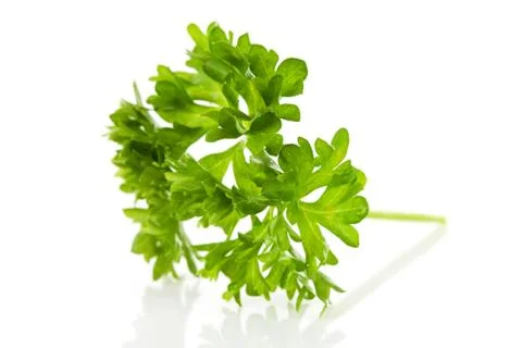 Macro of fresh parsley Stock Photos
