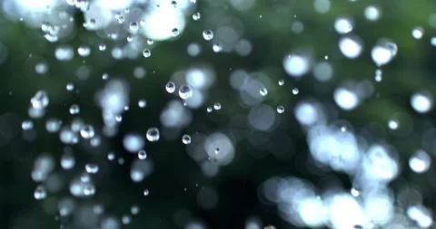 Macro of fresh rain water drops falls down on exotic tropical rainforest plants Stock Footage 269495109
