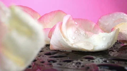 Macro of fresh rose petals on a black reflective surface. Droplets of water.. 스톡 동영상 297907755