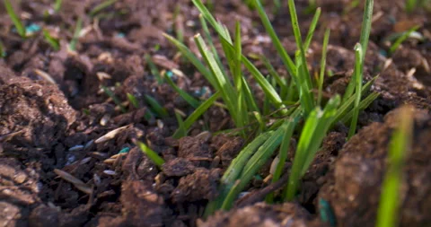 Macro freshly seeded lawn Stock Footage 130525560