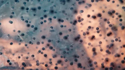 Macro Frog Eggs in Freshwater Stock Footage 330921246