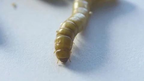 Macro front end of mealworm on white Stock Footage 70173566
