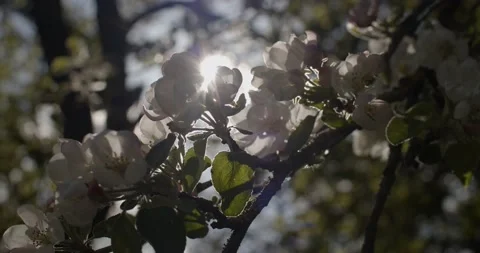 Macro front view of blooming tree branch backlit with natural sun light slow Stock Footage 135710034