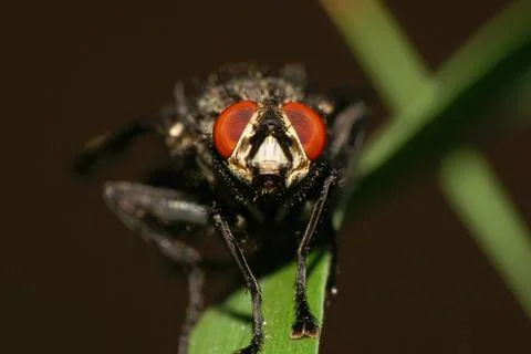 Macro front view of Caucasian gray and fluffy fly Wohlfahrtia magnifica  Fotos Stock