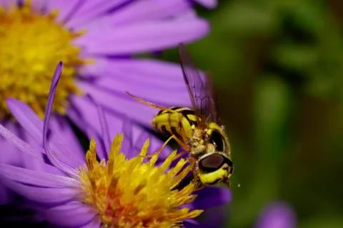 Macro front view of a large black and yellow striped hoverfly  Stock Photos