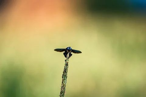 Macro front view of a large black carpenter bee Stock Photos