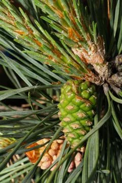 Macro front view of a small and young female Caucasian green pine cones Stock Photos