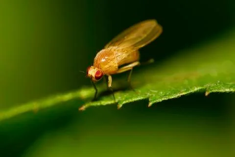 Macro front view of a small fly on a blade of grass 库存照片