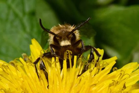 Macro front view of spring bee Melecta albifrons on dandelion flower Stock Photos