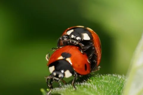 Macro front view of two Caucasian big ladybirds on a green leaf Stock Photos