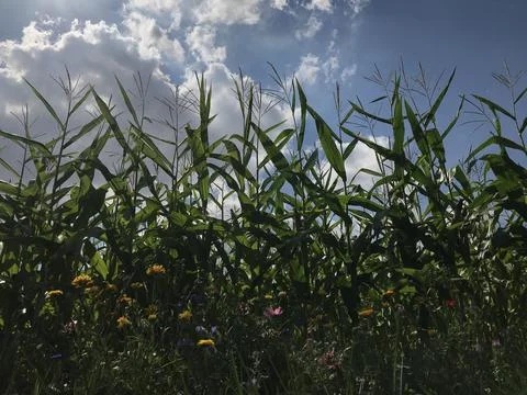 Macro frontal view from ground perspective on tall corn leaves crop with blue sk Stock Photos