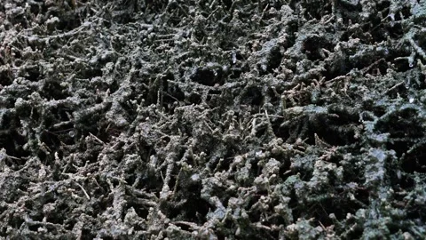 Macro Frost Texture on Dried Organic Matter Frozen Winter Nature Close Up 4.. Stock Footage 332572546
